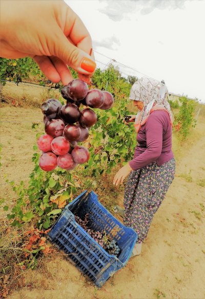 Cosechando Okuzgozu en Vino Dessera