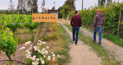 La Despensa Vineyard Santa Ana Colchagua