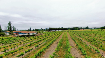 La Despensa Viñedo Santa Ana, Colchagua