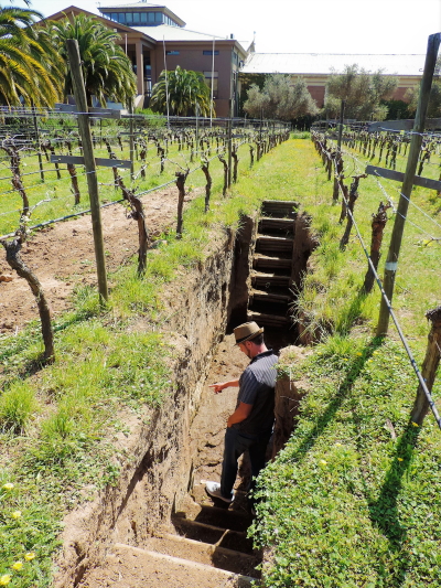 Calicata Veramonte Winery