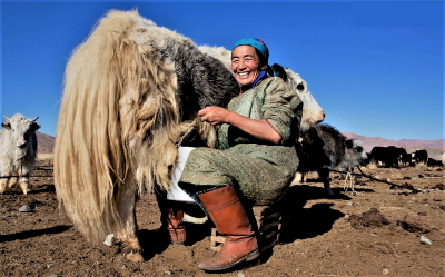 Yak milking in Tibet