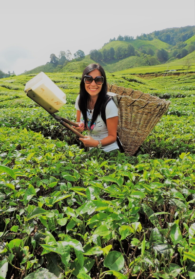 Tea plantation Cameron Highlands Malaysia