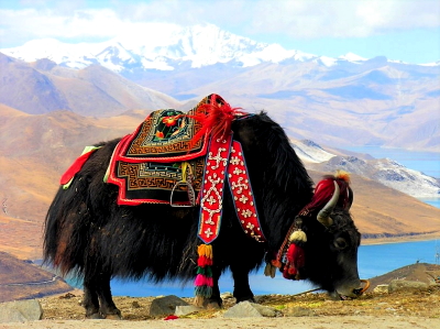 Traditional tibetan yak dressed