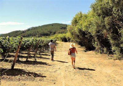 País Salvaje on Trees Bouchon Vineyard