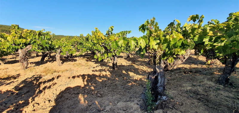 Pais Old Vines Maule Bouchon Vineyard