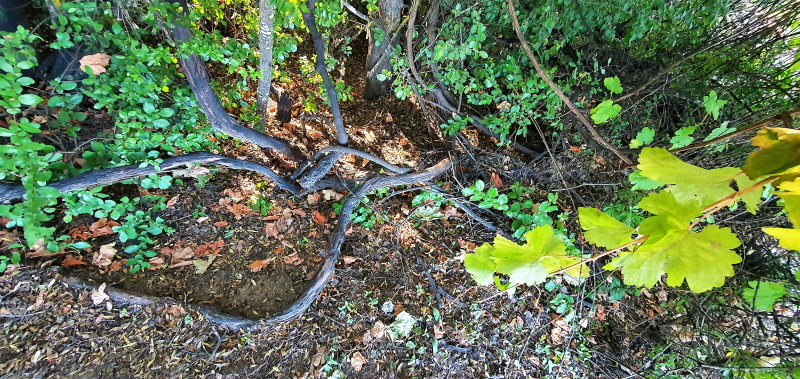 Pais Salvaje Cordons Bouchon Maule