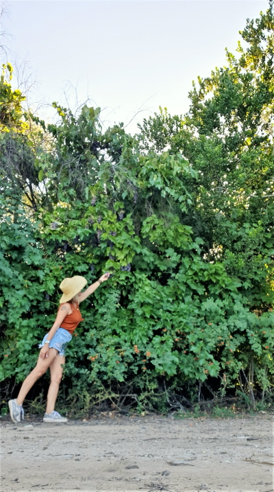 Wild Pais Grapes on Trees